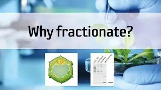 Why fractionate?