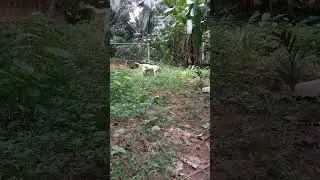 brownie യുടെ വിശേഷങ്ങൾ ഇതൊക്കെയാണ് 🥰 #labrador #dog #labradorlovers #lab #doglover #malayalam #pets