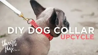 DIY DOG COLLAR AND LEASH | THE SORRY GIRLS