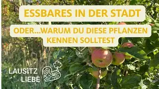 #3 LausitzLiebe - EssbareStadt