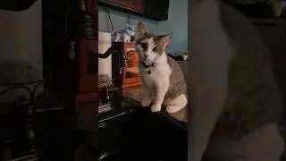 Kitty and a Faucet