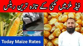 Maize rate today in Pakistan | Corn Feed Mills Rate 15.11.2022 Bilal Kanju Official