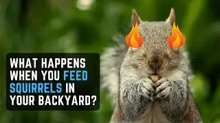 What Happens When you Feed Squirrels in Your Backyard? (Precautions to be Aware Of!)