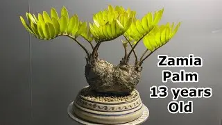 Zamia furfuracea bonsai | Cardboard palm | 13 years old