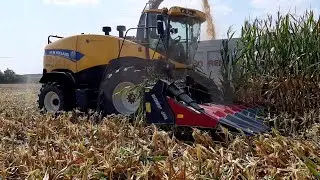 Pastone di Mais 2020 - Azienda Agricola Stagnati
