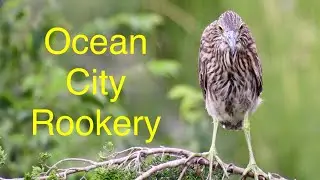 Ocean City Rookery (white ibis+babies,night heron babies, snowy egrets, white egrets)