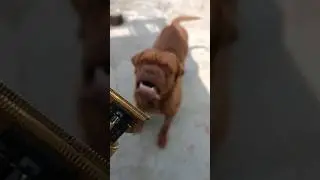 Prank dog | let's give you a haircut🤣 #shortvideo #animaljokes #animalpranks #cooljokes #funnyvideo
