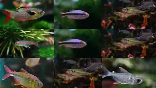 非专业灯鱼鉴定（入门篇）