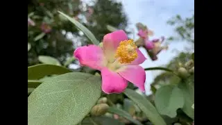 Гибискус острова Норфолк &mdash; Lagunaria patersonia