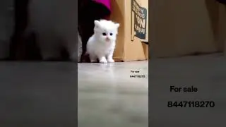 Persian cat kitten available 8447118270 #persiancat #delhi #pets
