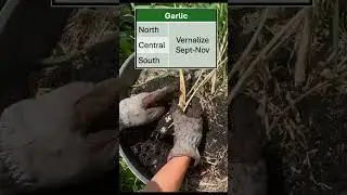 Nie przegap tego kluczowego kroku w uprawie czosnku na Florydzie