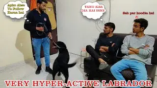 Frustrated Dog Owner with Hyper-active Labrador dog, Dog Training Video with full of Tips & Tricks
