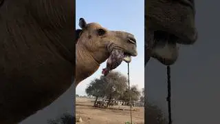 Camel sounds #camel #shortvideo #animals #camells #camelstory #youtubeshorts #camelsound #ytshorts