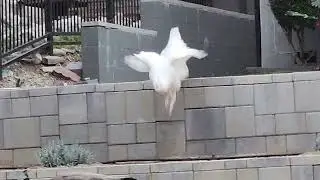 White Peacock and Peahen Friends