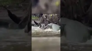 Крокодил схватил слона в воде.