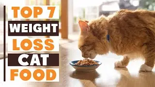 Best Cat Foods for Weight Loss: 7 Top Options for a Leaner Kitty