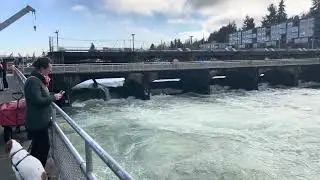 Ballard Locks - December 13, 2025