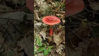 🎁 ПРОМОКОД: FOREST Лучшее место для прогулок? Напишите, чтобы получить шанс выиграть динамит! 🧨
