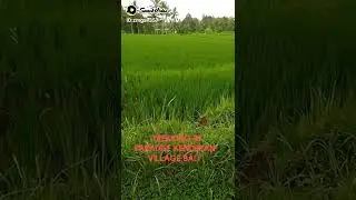 @AuthenticWalkingTours in Kenderan Village of Angels Ubud Bali
