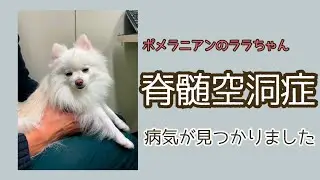 ポメラニアンのララちゃん 脊髄空洞症と診断されました