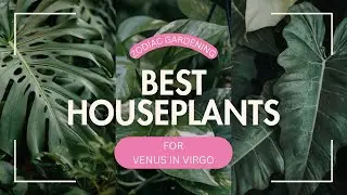 Get these plants if you have Venus in Virgo #astrology #zodiac #houseplants