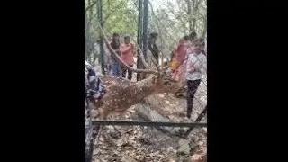 Vandaloor zoo  2026  வண்டலூர் Zoo Lion and deer safari 