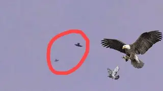 Falcon peregrine attacks pigeons 🦅/ aaj to eagle ne attack kar Diya Kabootar pe 🕊️/ falcon attack 