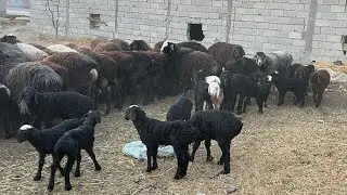 EGIZAK VA ENA BOLA QOYLAR JUDA ARZON😱