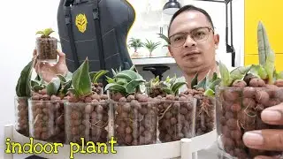 saya dapetnya gratisan !! tanaman hidroponik sansevieria media air cantik banget di atas meja