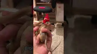 More blblb! #linguini #googlyeyes #cutesnakes #blblbl #whosthis #shorts #viralshorts #trendingshorts