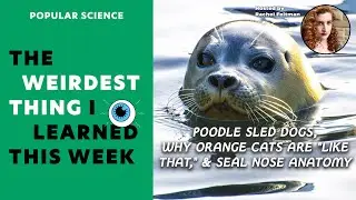 Poodle Sled Dogs, Why Orange Cats Are 