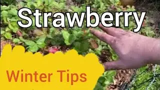 #Strawberry care in #Winter