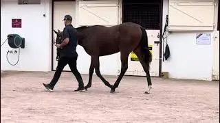 2024 THE AUGUST SALE - Lot 101 - c. N(AUSTRALIA x CRAZY VOLUME)