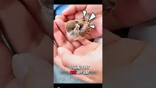 Heartwarming Animal Rescues: Inspiring Stories of Love and Compassion! #Shorts #birds #cute #rescue