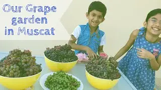 My Grape vine in Muscat Oman