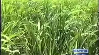 EU injects 6 5 billion dollars into Guyana sugar production