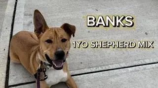 BANKS | 1YO SHEPHERD MIX | E-COLLAR TRAINING | 