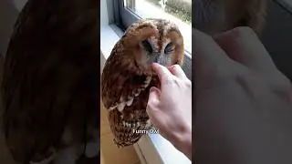 Funny owls🦉 #owl #pet #funnyvideos #foryou #usa