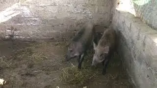 Modern Pig Breeding Farm Model | How to Raise Breeding Pigs for High Profit