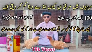 Causes of low eggs production in winter with solution//How to increase eggs production in winter