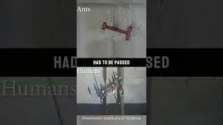 Mind Blowing Experiment Ants 🆚 Humans (@WeizmannInstitute)