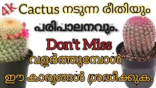 കള്ളിമുൾചെടി നടുന്ന രീതി, best potting mix for cactus|caring in malayalam.