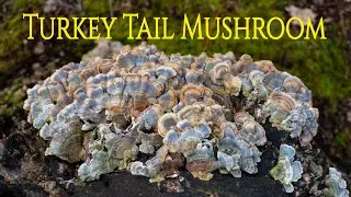 Foraging wild Turkey Tail mushrooms: Turkey Tail Tea preparation over a bushcraft fire.