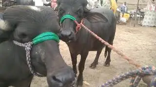 Today Bahawalpur Cow Mandi Qurbani 2026 | Bahawalpur Mandi Fresh Latest Video || Global Village