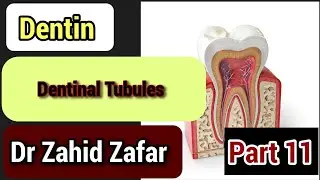 Part 11 Dentin, Dentinal Tubules #tencate #dentin #dentinaltubules