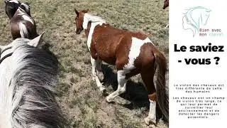 Comportement du cheval - La vision du cheval est diff&eacute;rente de celle de l'Homme