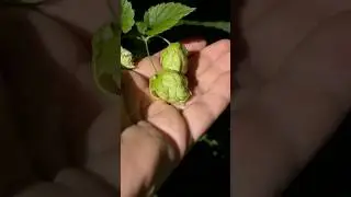 #homebrewing
