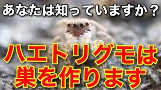 Jumping spiders build webs