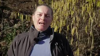 2 – Copertura forestale e definizione di bosco