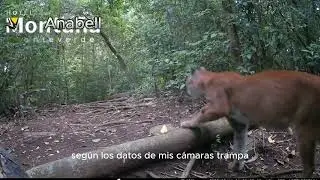 Wildlife Monitoring